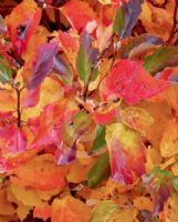 Fothergilla major