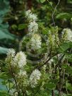 Fothergilla major