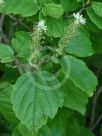 Fothergilla major