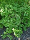 Fothergilla major