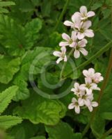 Francoa ramosa