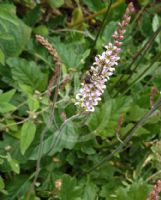 Francoa sonchifolia