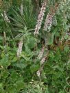 Francoa sonchifolia