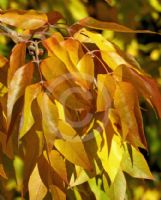 Fraxinus pennsylvanica