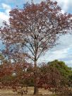 Fraxinus pennsylvanica