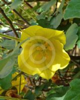 Fremontodendron californicum