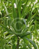 Fritillaria imperialis