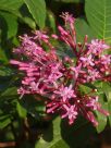 Fuchsia arborescens