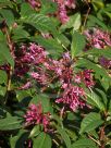 Fuchsia arborescens