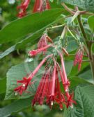 Fuchsia boliviana