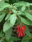 Fuchsia boliviana