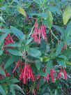 Fuchsia boliviana