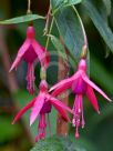 Fuchsia magellanica