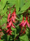 Fuchsia magellanica