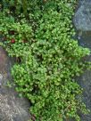 Fuchsia procumbens