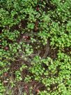 Fuchsia procumbens