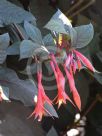 Fuchsia Gartenmeister Bonstedt