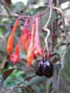 Fuchsia Gartenmeister Bonstedt