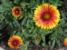 Gaillardia grandiflora