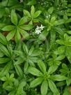 Galium odoratum