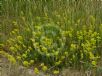 Galium verum