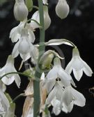 Ornithogalum candicans