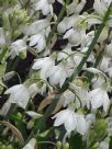 Ornithogalum candicans