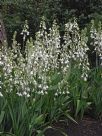 Ornithogalum candicans