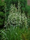 Ornithogalum candicans