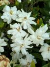 Gardenia jasminoides Radicans