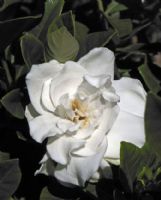 Gardenia jasminoides