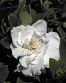 Gardenia jasminoides