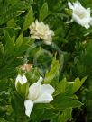 Gardenia jasminoides