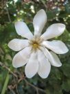 Gardenia thunbergia