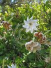 Gardenia thunbergia