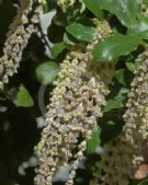 Garrya elliptica