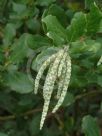 Garrya elliptica