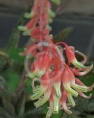 Gasteria carinata verrucosa