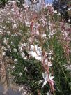 Gaura lindheimeri