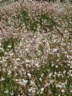 Gaura lindheimeri