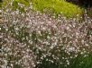 Gaura lindheimeri