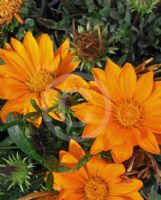 Gazania