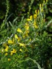 Genista spachiana