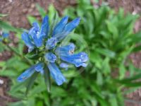 Gentiana trichotoma