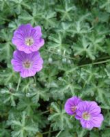 Geranium harveyi