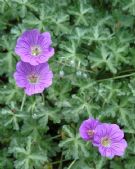 Geranium harveyi