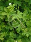 Geranium homeanum