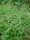 Geranium phaeum