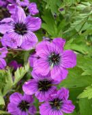 Geranium psilostemon