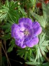 Geranium sanguineum